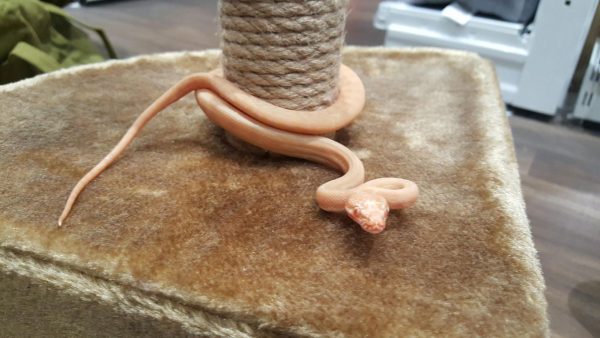 "Rosy" the albino north western