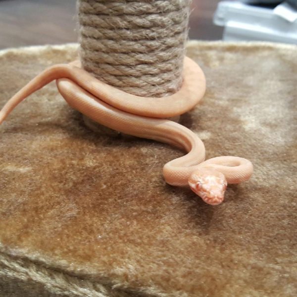 "Rosy" the albino north western