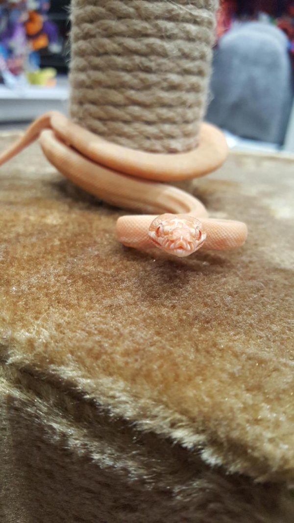 "Rosy" the albino north western