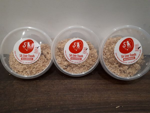 MEALWORMS 100g