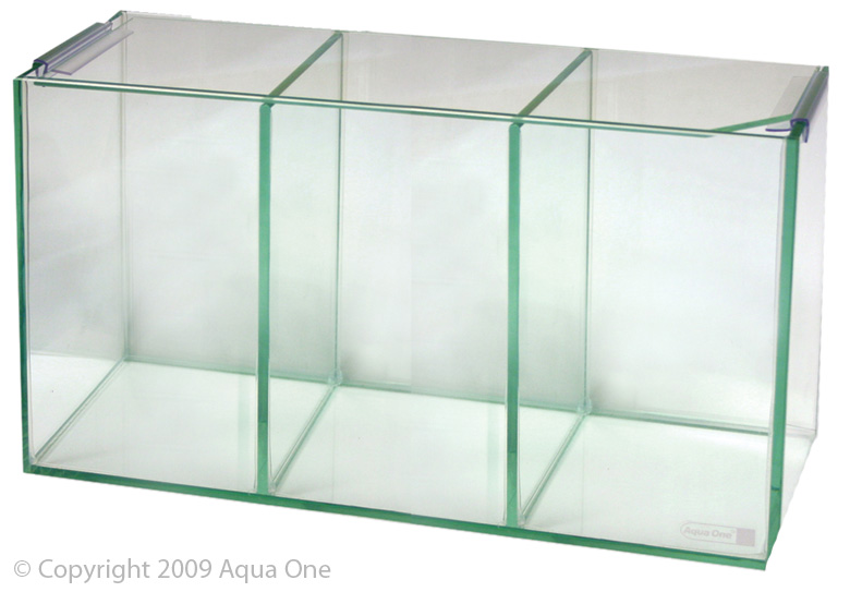 Betta Trio Cube Glass W Lid 36x12x20cm INCLUDES 3 FIGHTER FISH
