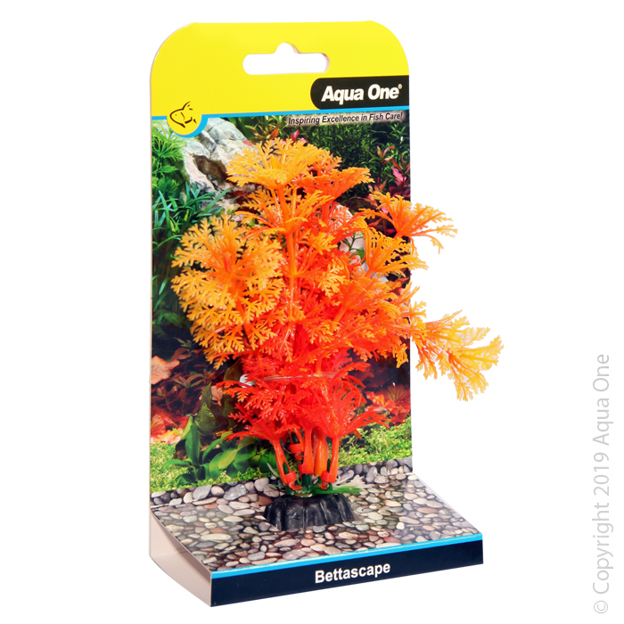 Bettascape Betta Ambulia Orange