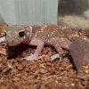 Barking Gecko