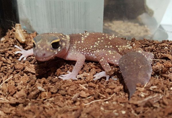 Barking Gecko