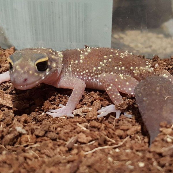 Barking Gecko