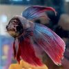Betta Siamese fish