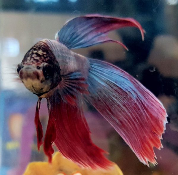 Betta Siamese fish