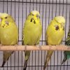 Budgies