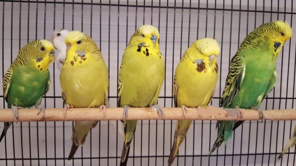 Budgies