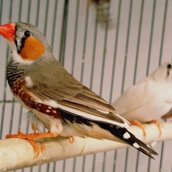 Finches