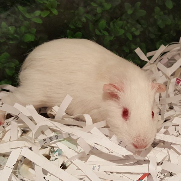 Guinea pig Females