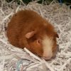 Guinea pig Males