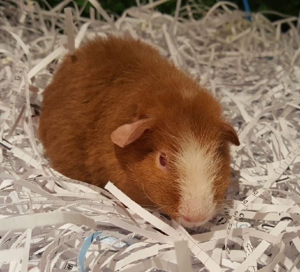 Guinea pig Males