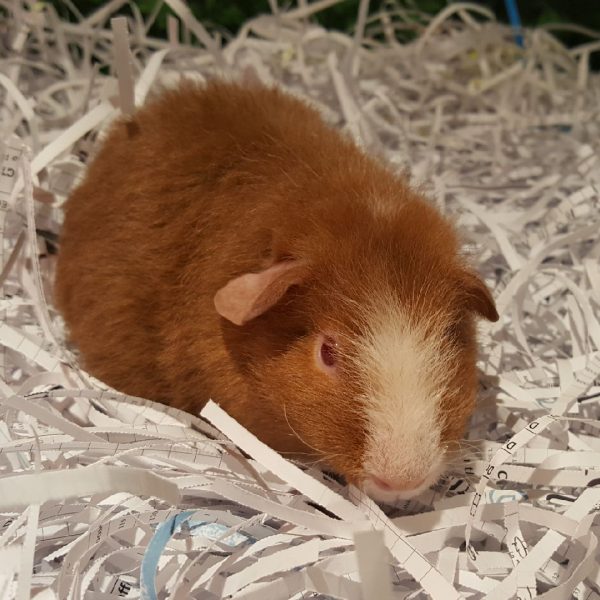 Guinea pig Males