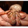 Hermit Crab Medium