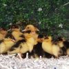 Muscovy Ducklings (2pcs)