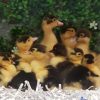 Muscovy Ducklings (2pcs)
