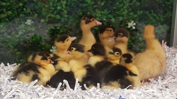 Muscovy Ducklings (2pcs)