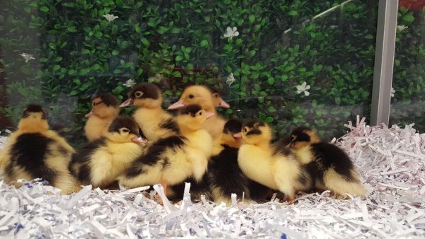 Muscovy Ducklings (2pcs)