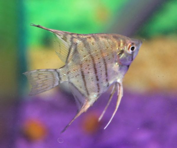 Angel Fish