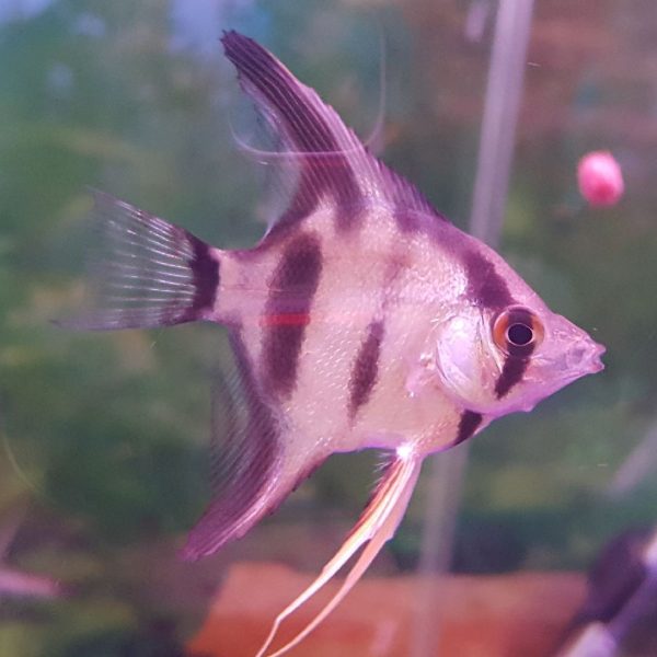 Angel Fish
