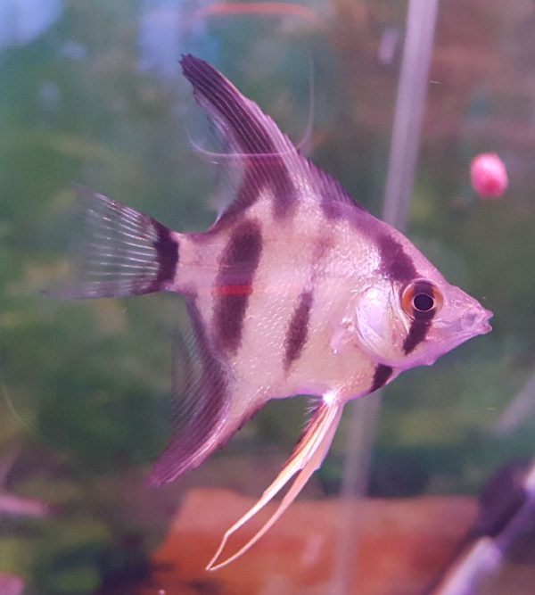 Angel Fish