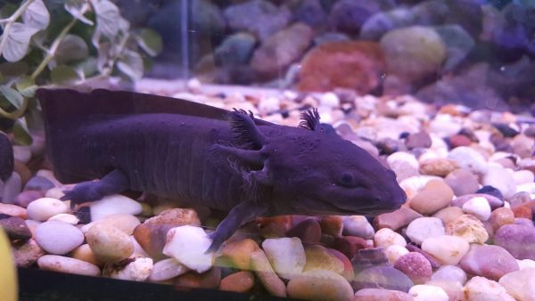 Axolotl