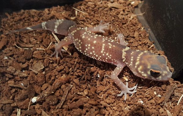 Barking Gecko