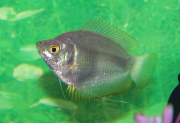 Cichlid