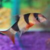 Clown Loach
