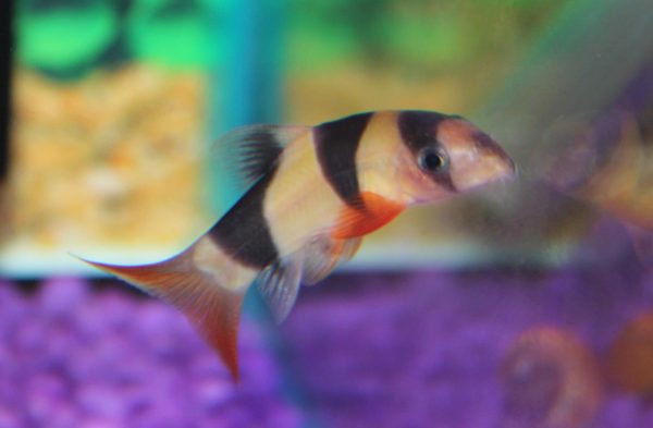 Clown Loach