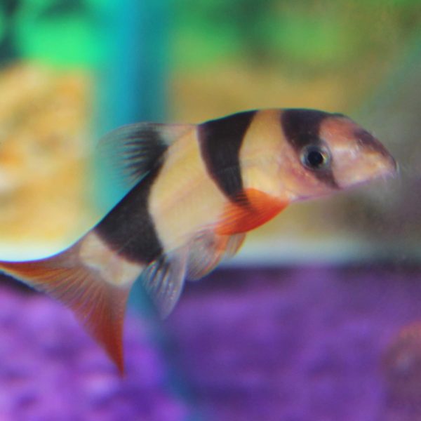 Clown Loach