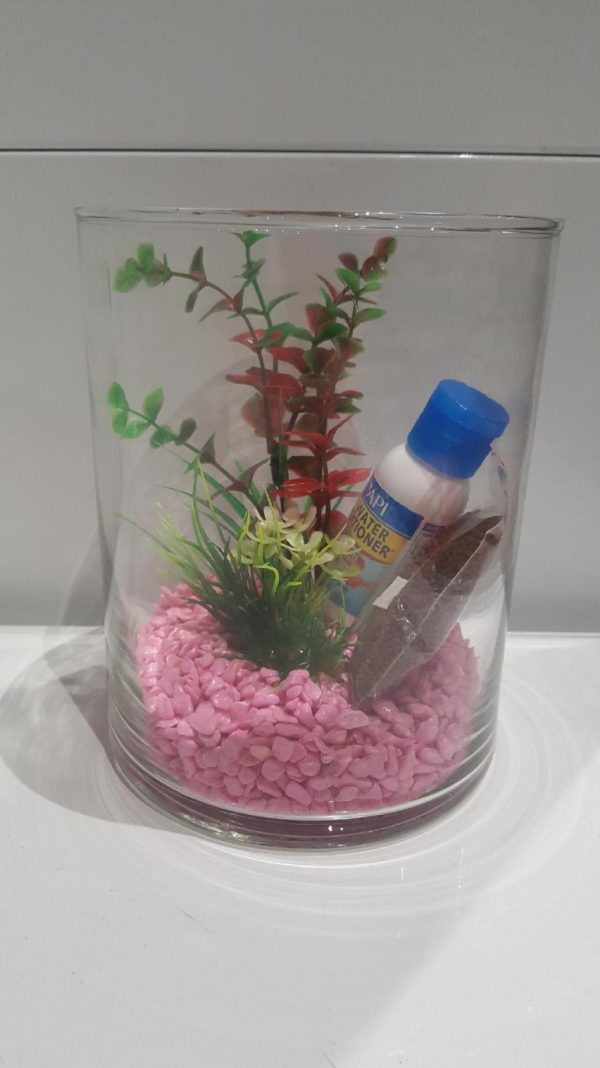 Betta Siamese Fish Cylinder Set up
