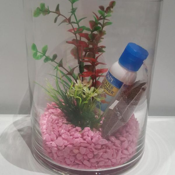 Betta Siamese Fish Cylinder Set up