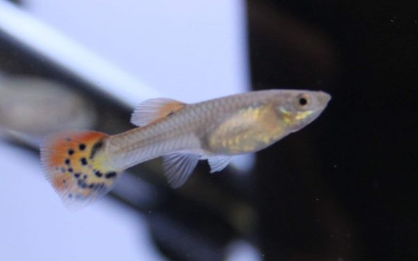 Guppy Female