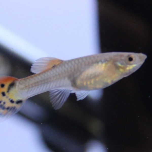 Guppy Female