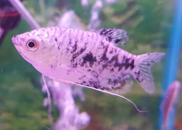 Gourami