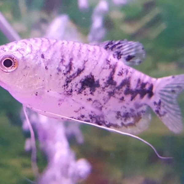 Gourami
