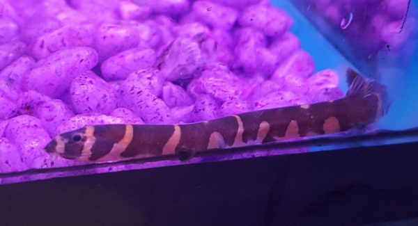 Kuhlii Loach