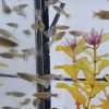 Live Feeder Fish