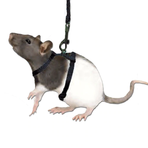 Small Animal & Lizard, Ferret or Rat Harness