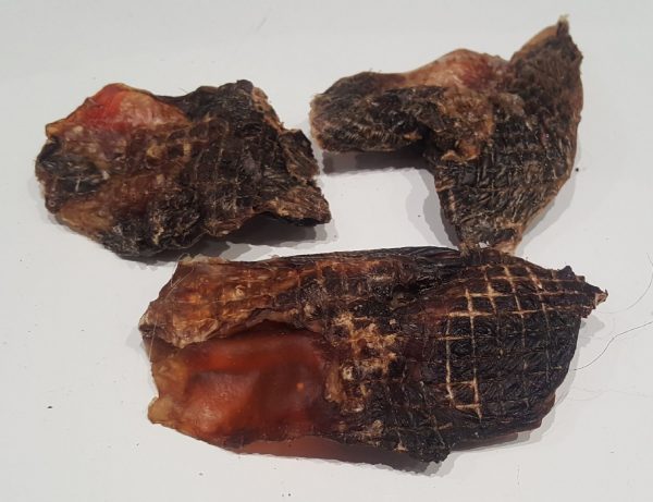 Roo Knee Cap Tendons