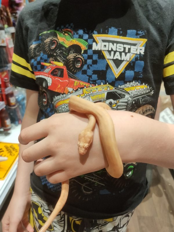 "Rosy" the albino north western