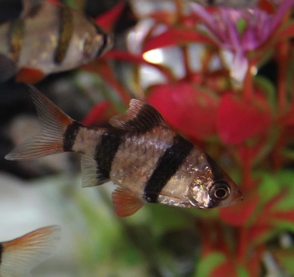 tiger barb Tiger Barb
