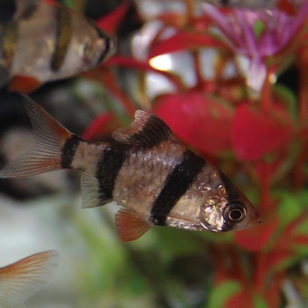 Tiger Barb