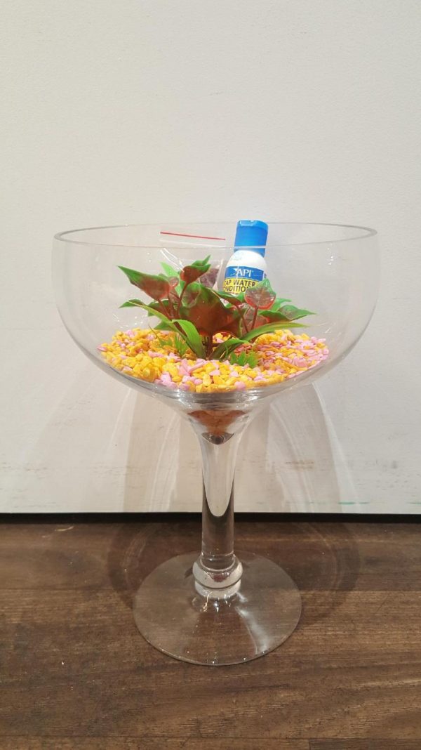 Betta Siamese Fish Wine Glass Set up