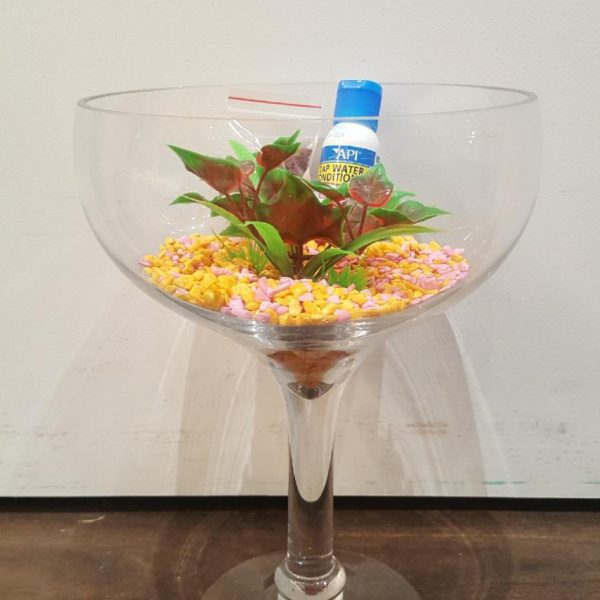 Betta Siamese Fish Wine Glass Set up