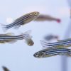 Zebra Danio