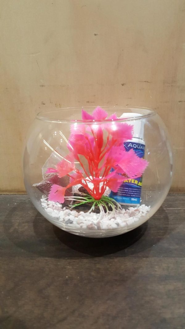 Betta Siamese Fish Bowl Set up