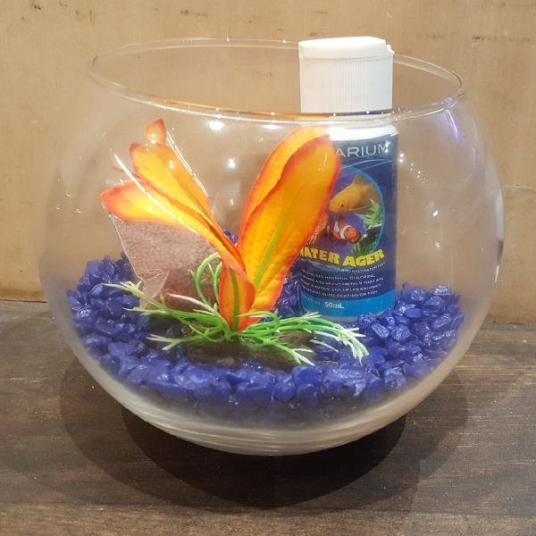 Betta Siamese Fish Bowl Set up